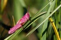 Pink grasshopper Royalty Free Stock Photo