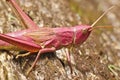 Pink grasshopper Royalty Free Stock Photo