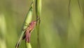 Pink Grasshopper on a Stem Royalty Free Stock Photo