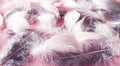 Pink gray feather background Royalty Free Stock Photo