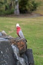Pink and gray Galah Royalty Free Stock Photo