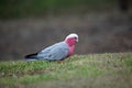 Pink and gray Galah Royalty Free Stock Photo
