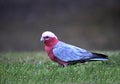 Pink and gray Galah Royalty Free Stock Photo