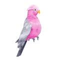 Pink gray galah cockatoo isolated on white background. Australian tropic parrot bird hand drawn illustration