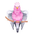 Pink gray galah parrot isolated on white background. Australian tropic cockatoo bird hand drawn illustration