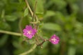 Pink great hairy willowherb flower. Royalty Free Stock Photo