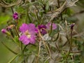 Pink great hairy willowherb flower. Royalty Free Stock Photo