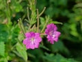 Pink great hairy willowherb flowers Royalty Free Stock Photo