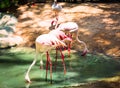 Pink Greater Flamingo at the zoo, Thailand
