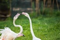 Pink Greater Flamingos playing on green grass Phoenicopterus ru