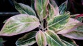 pink and green Aglaonema or Chinese Evergreen ornamental plants at house