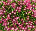 Pink and green beads Royalty Free Stock Photo