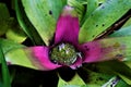 Pink and green Bromelidad spotten in the Secret Gardens