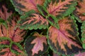 Pink and Green Coleus Background