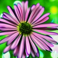 Pink and green daisy