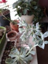 Pink and green flower buds indoor succulent garden 2 of 2