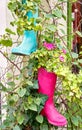 Pink and green flower pots made of rubber boots hanging on the wall with climbing plants. Nice garden decoration Royalty Free Stock Photo