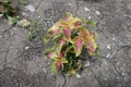 Pink and green foliage of Coleus scutellarioides in July Royalty Free Stock Photo