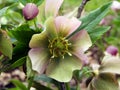 Springtime Hellebore flower in NYS Fingerlakes