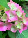 Pink green hydrangea, flowering hydrangea, petals, green leaves, hydrangea in full bloom