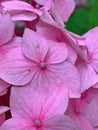 Pink green hydrangea, flowering hydrangea, petals, green leaves, hydrangea in full bloom