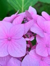 Pink green hydrangea, flowering hydrangea, petals, green leaves, hydrangea in full bloom