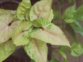 Pink and green leaves with water drops of Syngonium podophyllum or white butterfly or arrowhead plant, fade color.