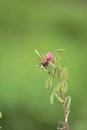 Pink in green Royalty Free Stock Photo