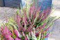 Pink, green and purple heather in decorative flower pot outdoor Royalty Free Stock Photo