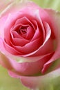 Pink and green rose Royalty Free Stock Photo