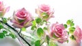 Pink Green Rose Flowers Transparent Glitter Clean Transparent Super Detail. Generative AI Royalty Free Stock Photo