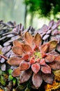 Pink and green rose succulents (Crassulaceae)
from Queen Sirikit Botanic Garden in Chiangmai. Royalty Free Stock Photo