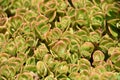 Pink and Green Succulent Ground Cover in a Desert Garden Royalty Free Stock Photo