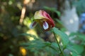 Pink and green tropical flower blooming in a garden Royalty Free Stock Photo