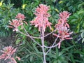 Pink and grey Aloe plant flowers Royalty Free Stock Photo