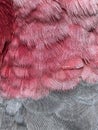 Pink and grey feathers of galah bird Royalty Free Stock Photo