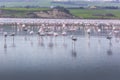 Pink and grey flamingos at the salt lake of Larnaca, Cyprus