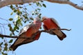 Pink & Grey Galah