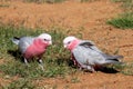 Pink and Grey Galah