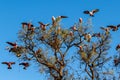 Pink and Grey Galah`s Royalty Free Stock Photo