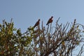 Pink and grey galahs birds in tree Royalty Free Stock Photo