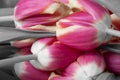 Pink and grey tulips Royalty Free Stock Photo