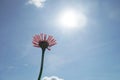 The Pink groaning above the blue sky with white clouds., Siniyas flower in my garden, These flowers are cosmo. Royalty Free Stock Photo