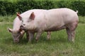 Pink growing pigs grazing on rural pig farm Royalty Free Stock Photo