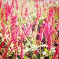 Pink Growing Sage flowers - retro photo.