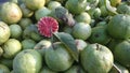 Pink Guava with green guavas