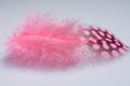 Pink Guinea Plumage Single Feather
