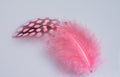 Pink Guinea Plumage Single Feather