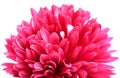 Pink guldaudi flower Royalty Free Stock Photo