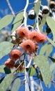 Pink gum tre blossoms with bees Royalty Free Stock Photo